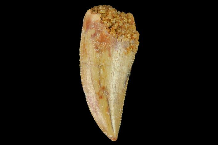 Serrated, Raptor Tooth - Real Dinosaur Tooth #133406